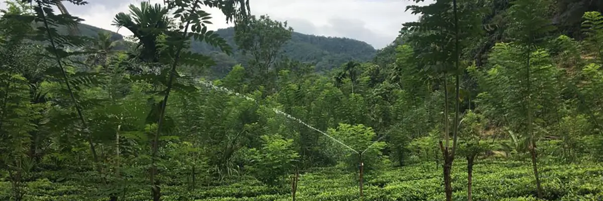 Sprinkler irrigation on the tea plantation, Kegalle, Sri Lanka